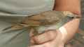 Таежный сверчок фото (Locustella fasciolata) - изображение №2280 onbird.ru.<br>Источник: orientalbirdimages.org